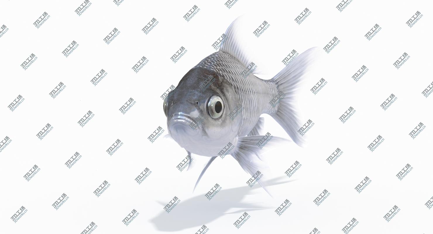 images/goods_img/202104022/Fish (Animated) 3D model/5.jpg